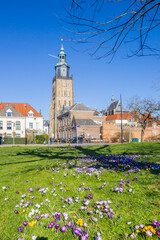 Colorful crocusses in front of the Walburgis church in Zutphen, Netherlands
