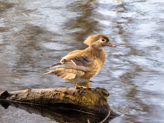 Madarin Resting on a Log