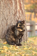 銀杏の絨毯の上でにらみをきかせるトラ猫