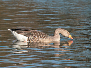 Greylag Goose Feeding on a Lake