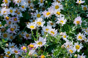 Obraz premium Wild chrysanthemums blooming in the park
