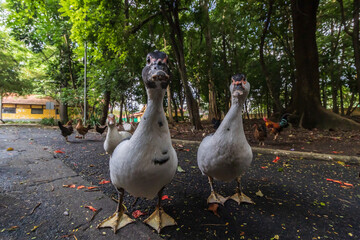 with many old trees and chickens   in the background three ducks look curiously at the camera in...
