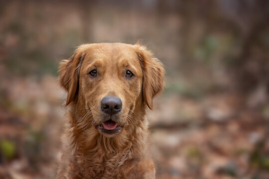 golden retriever portrait