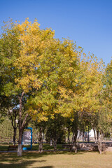 Naklejka premium Old willows by the river in city Park