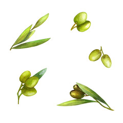 Olive branch with fruits, Watercolor illustration. Green branch. Figure isolated. Design for postcards, packaging, craft, paper and fabric.