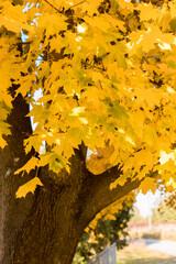 The golden colors of autumn leaves, a close-up of a branch backlit by the morning sun.