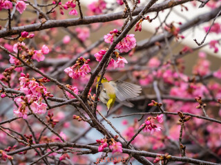春に羽ばたく