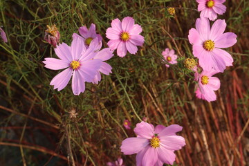 pink colored garden cosmos flower