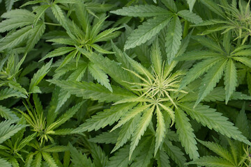 Naklejka na ściany i meble Cannabis bushes top view. Marijuana green plant