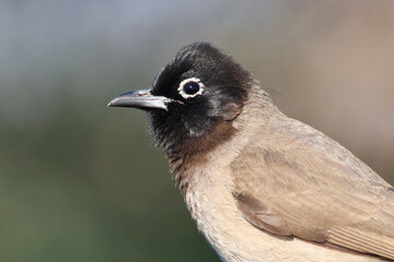 standing on a branch Pycnonotus xanthopygos
