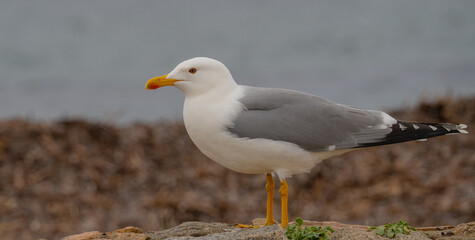 A red-billed herring gull (Larus argentatus), typical of the Mediterranean area
