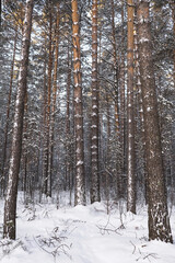 Fototapeta premium The beautiful snowy forest in winter