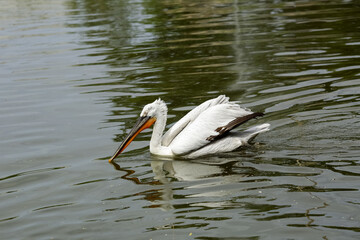 The bird Pelican (Pelecanidae)