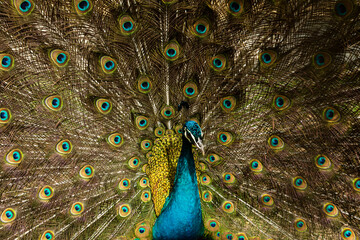 Obraz premium Portrait of beautiful peacock with feathers out