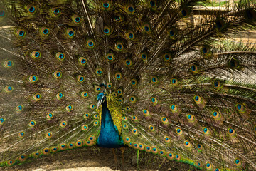 Obraz premium Portrait of beautiful peacock with feathers out