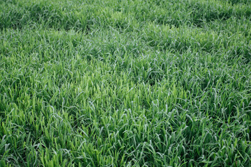 Planting young green wheat in the field