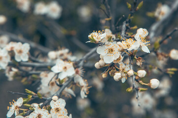 Branch of blossoming cherry plum in spring.