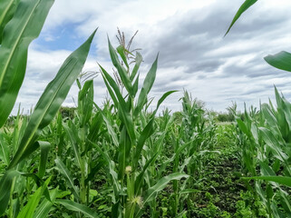 Corn bushes. Cornfield. A lot of corn ripens in the field. Green corn under an overcast sky.