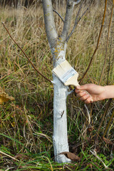 Whitewashing tree trunks. Applying white paint to trunks (whitewashing) reflects light and reduces bark heating, thereby helping to avoid sunburn.