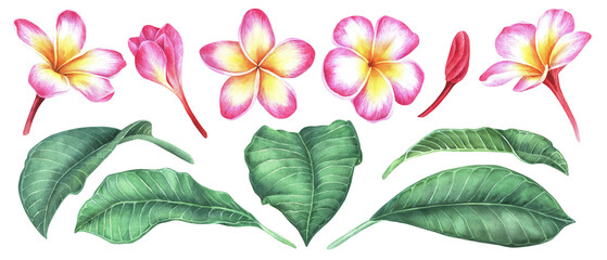 Pink-yellow plumeria flower set. Frangipani. Watercolor botanical illustration. Isolated on a white background. For the design of packaging for cosmetics, perfumes and more stickers, travel brochures © Ekaterina