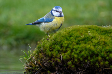 Pimpelmees || Blue tit .
