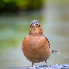 Vink || Finch