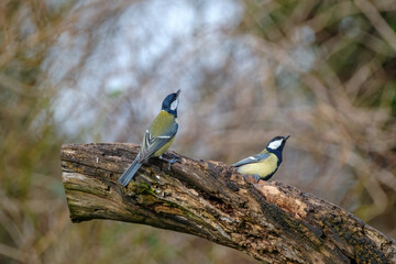 Koolmees - Great tit
