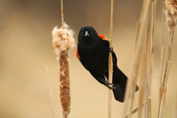 redwing blackbird in the cattails