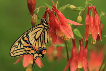 asian swallowtail butterfly (papilio xuthus) 