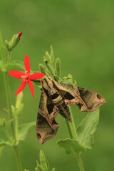 Pandora sphinx hawk moth (Eumorpha pandorus) on royal catchfly (Silene regia)