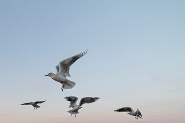 seagulls in flight at the clear sky