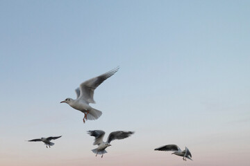 Fototapeta na wymiar seagulls in flight at the clear sky