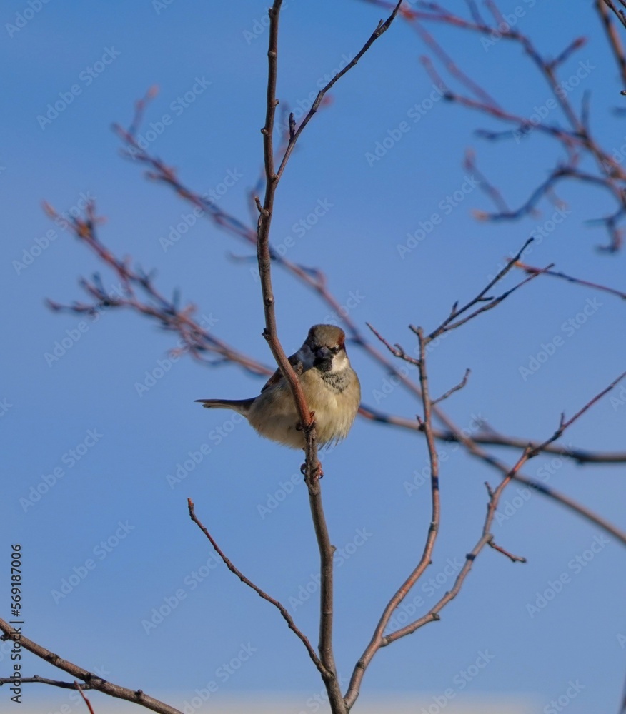 Canvas Prints bird on a branch