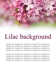 Blooming lilac background with place for text