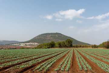 Fototapeta na wymiar Israel - Berg Tabor - Shibli