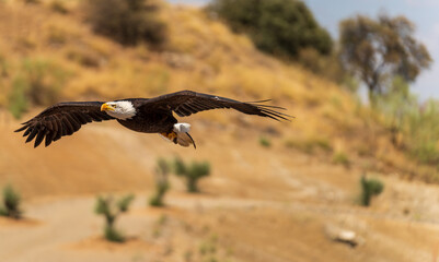 Falconry bald eagle gliding out of the frame