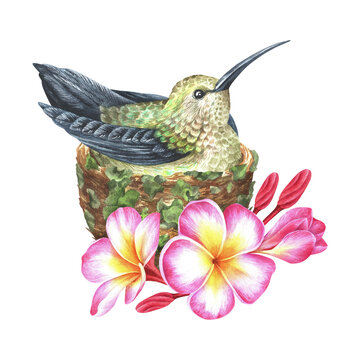 recommend clip art: Watercolor illustration. A hummingbird sits in a nest decorated with plumeria flowers. Frangipani. Tropical exotic bird. Isolated on a white background. For design prints, interior stickers