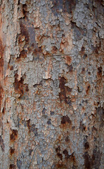 Textured rusty iron sheet background with cracked enamel paint and rust stains