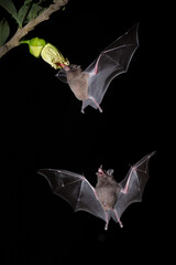 Two bats flying in de dark, looking for food