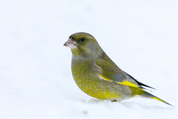 European greenfinch (Chloris chloris) sitting in the snow in winter.
