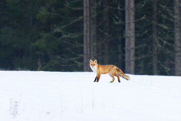 Red fox (vulpes vulpes) walking in the snow in winter.
