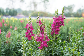 Antirrhinum majus flower (Snapdragon) blooming in the garden.