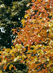 colorful autumn leaves on an apple tree