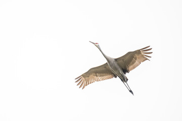 Fototapeta premium birds flying