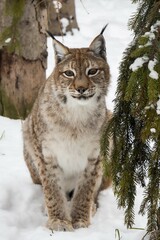 Wild lynx in winter on a background of snow between trees.