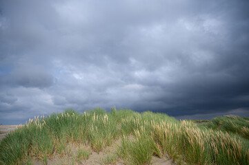 Dutch dunes with European Marram Grass and dark clouds from upcoming thunderstorm