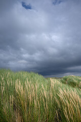 Dutch dunes with European Marram Grass and dark clouds from upcoming thunderstorm