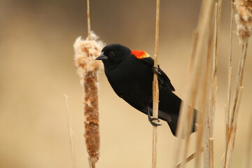 Male red winged blackbird on cattails