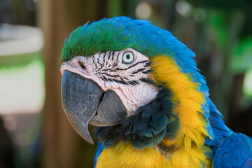 Canindé macaw close up. face portrait. Selective focus.