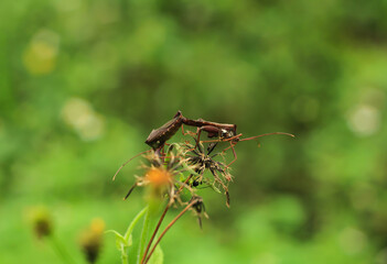 Grasshoppers are mating on dry flowers.